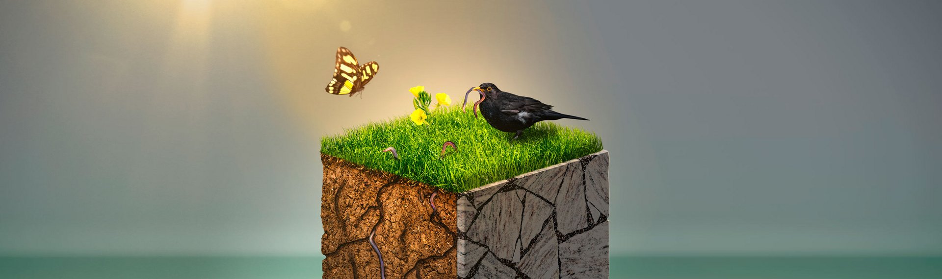 Auf einer quadratischen Fläche Erde sitzt ein Vogel auf dem Gras und ein Schmetterling fliegt darüber.