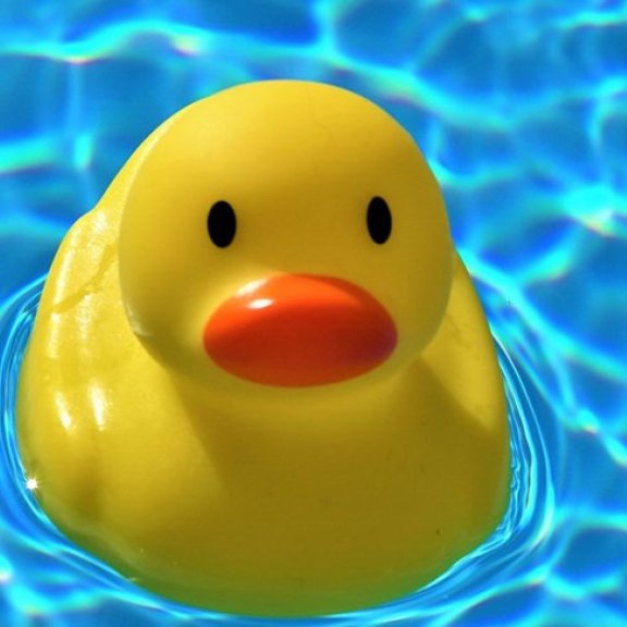 Eine gelbe Quitscheente treibt auf Wasser